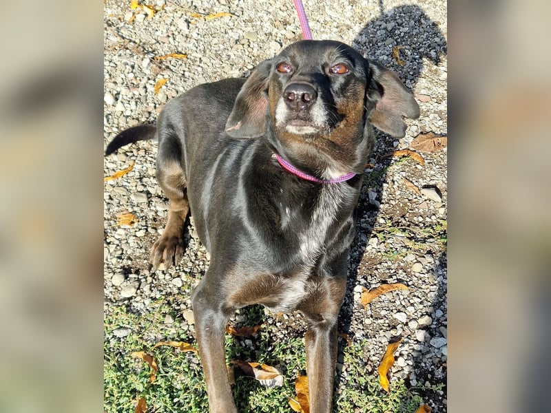 Aufmerksame, sehr liebe und absolut menschenbezogene Hündin „Leni“, ca. 2021 geboren.