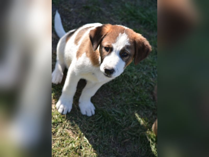 Lieber Junghundrüde „Mirko“, ca. 02.2025 geboren, sucht Familienanschluss