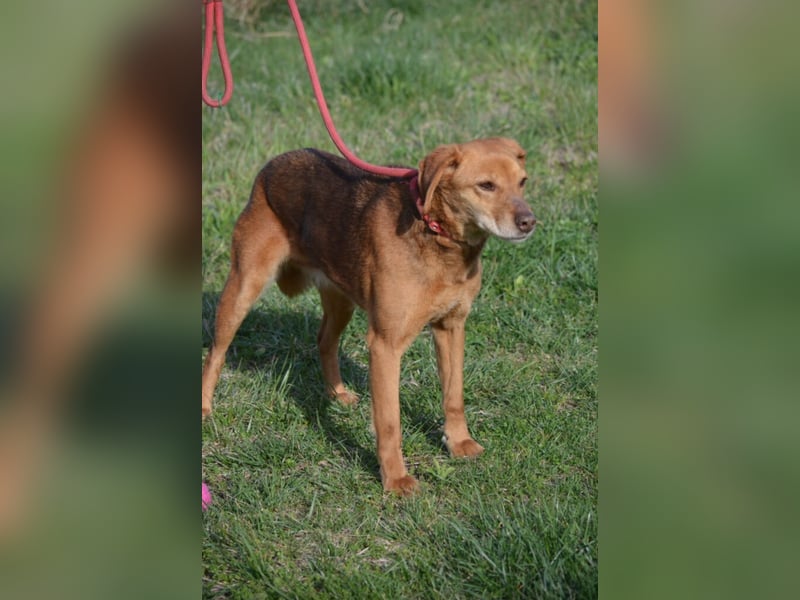 Sehr liebe, ruhige und sanfte Hündin „Finja“, ca. 2021/2022 geboren. Seit 3 Jahren im Shelter.