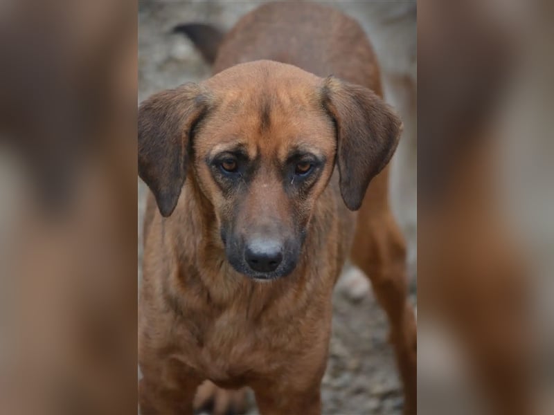 „Hera“, gut verträglich, lieb, ruhig, zurückhaltend, ca. 2022 geboren