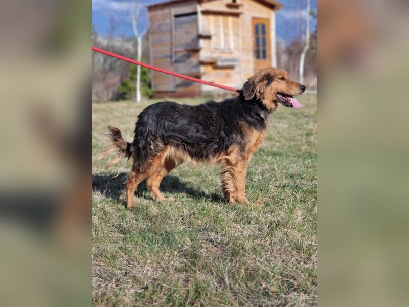 Sehr lieber, anhänglicher und menschenbezogener Rüde „Dusko“, ca. 2021 geboren