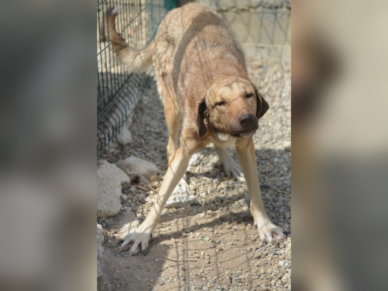 „Sandrine“, ca. 10.2024 geboren, sehr lieb