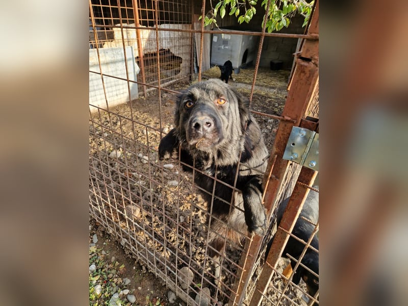 Krümel, ca. 2022 geboren, sucht ein stabiles Zuhause