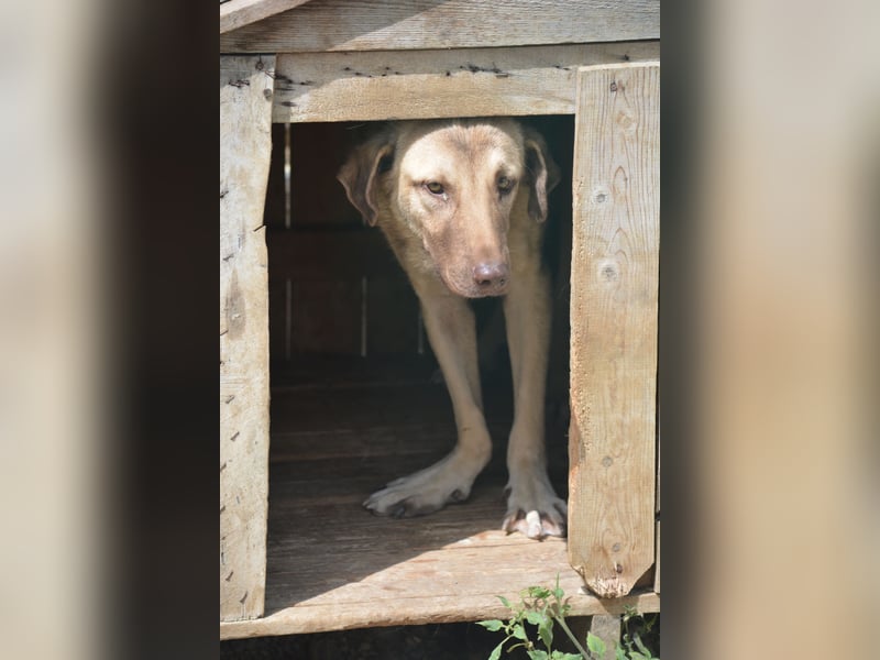„Socke“, ca. 10.2024 geboren, sehr lieber Rüde, hat Plattfüßchen