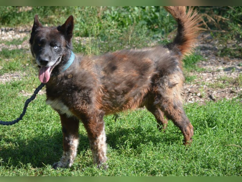Ein ganz besonderer Hund, Madi, ca. 2020 geboren. Lieber anhänglicher Rüde