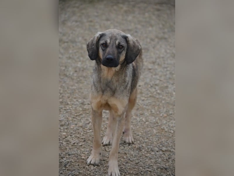 „Celia“, kleine gut verträgliche Hündin, zurückhaltend, lieb, ca. 2022/2023 geboren