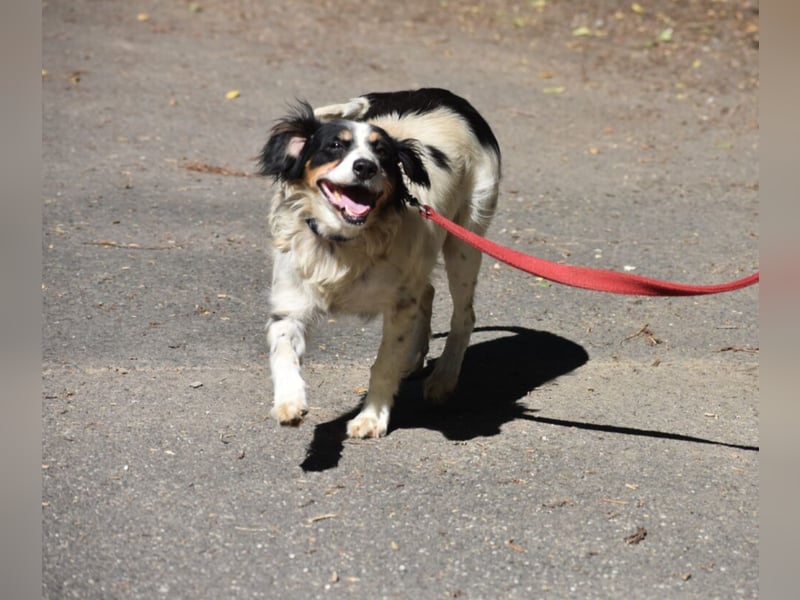 Sehr liebe und verschmuste Hündin POLETT, ca. 2017 geboren, lieb und unkompliziert. Geschenkkörbe