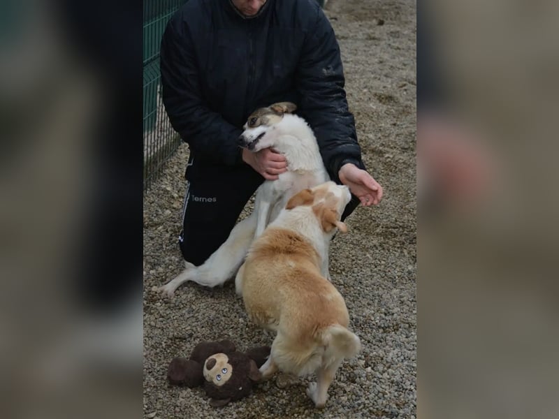 „Tiffy“, ca. 2022 geboren, kleiner Sausewind, liebt ihren Menschen über alles, sehr aufgeweckt