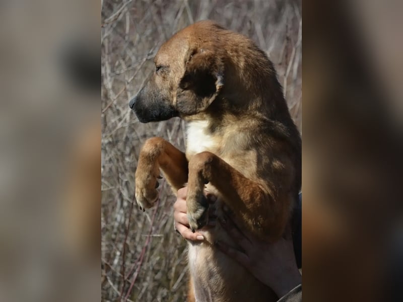 Nico - Kleiner Rüde, ca. 2,5 Jahre alt, noch zurückhaltend, sucht stabiles Zuhause, gern Zweithund