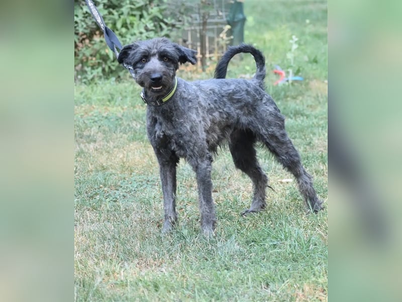 Lieber Schnauzer-Mischling „Jupiter“, ca. 2021 geboren, sucht eine neue Aufgabe.