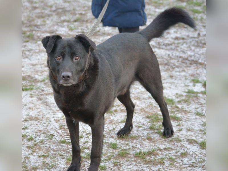 Lieber, gut verträglicher Labrador-Mischling KEFIR ca. 2021 geboren, gut verträglich