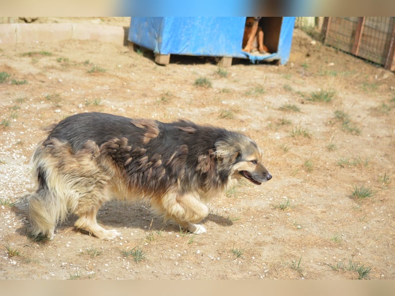 Saline (Herdenschutzhund Mischling), ca. 2021 geboren, gut verträgliche Hündin, sehr lieb, noch sehr