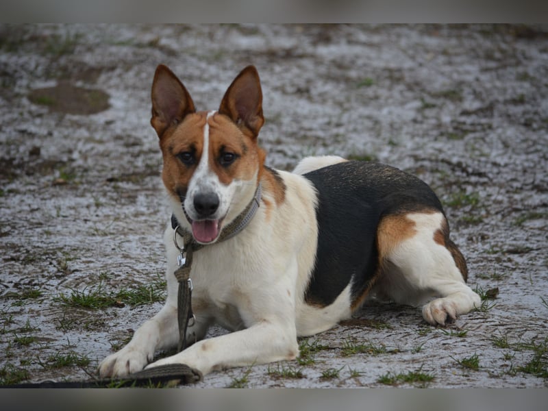 Liebe, noch unsichere und etwas ängstliche Hündin SENNA, ca. 2022 geboren, SEHR LIEB