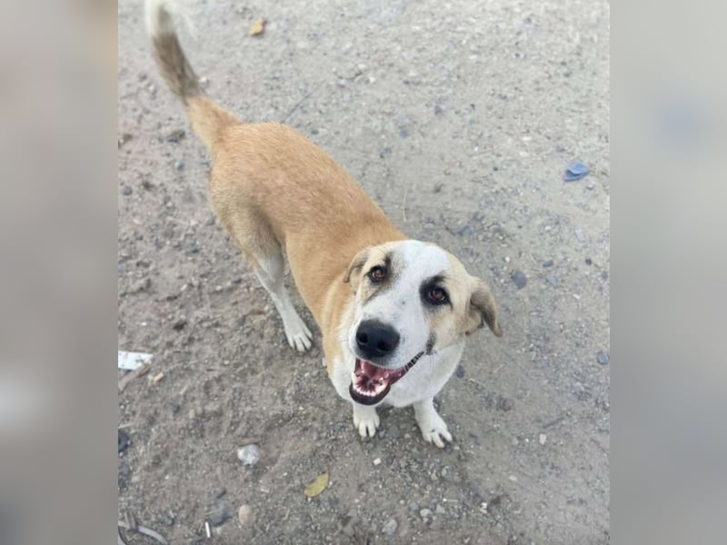 Liebe und gut verträgliche Hündin „Charlotta“, ca. 2023 geboren.