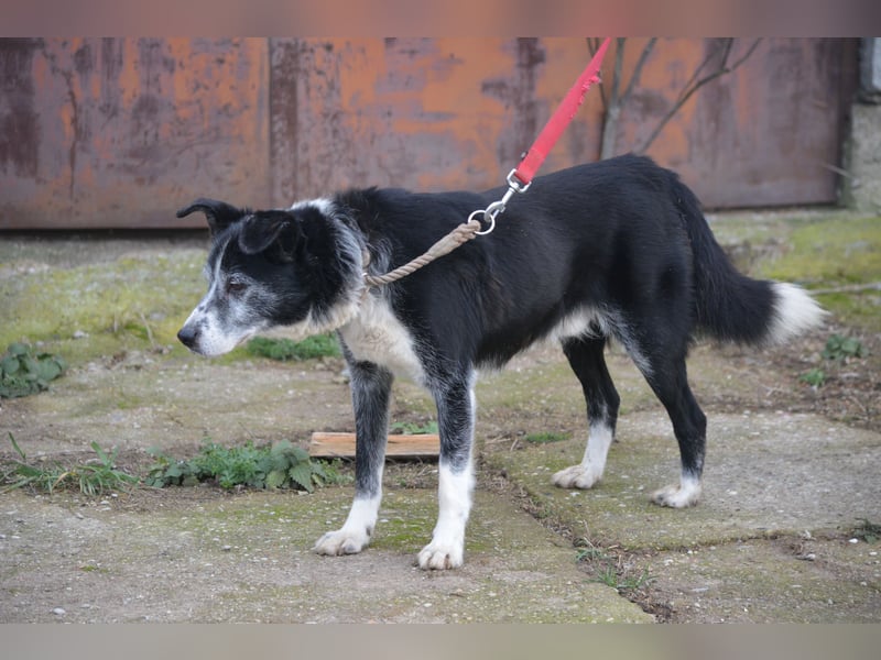 Sehr sanfter und ruhiger Rüde KLAUSI sucht ein gemütliches Plätzchen, gut verträglich