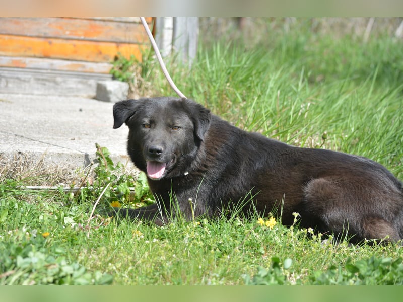 MOLLY, ca. 2022 geboren, sucht ein stabiles Zuhause
