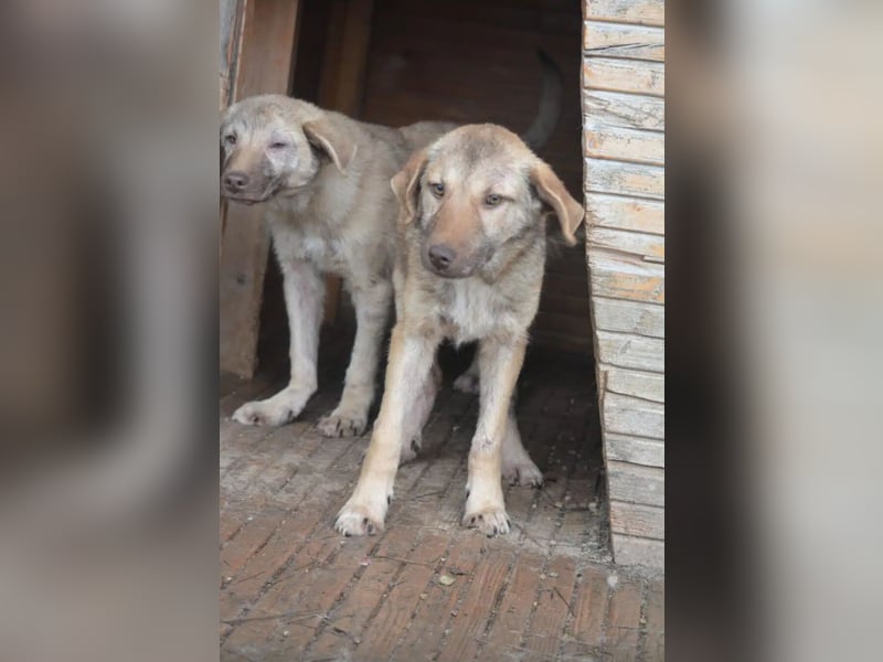 „Socke“, ca. 10.2024 geboren, sehr lieber Rüde, hat Plattfüßchen