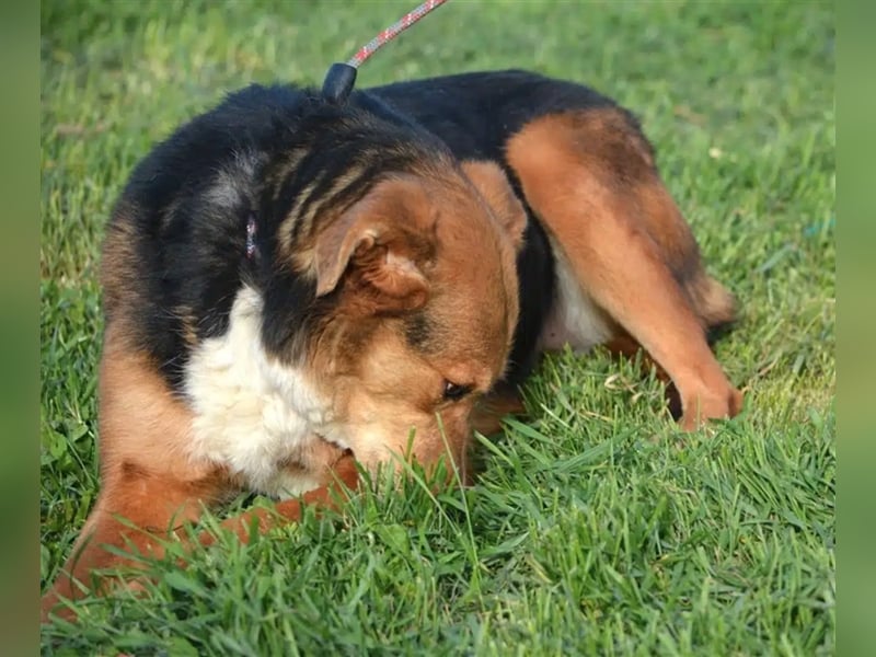 „Katy“, liebe, ruhige und sensible Hündin, gut verträglich, ca. 2018/2019 geb.