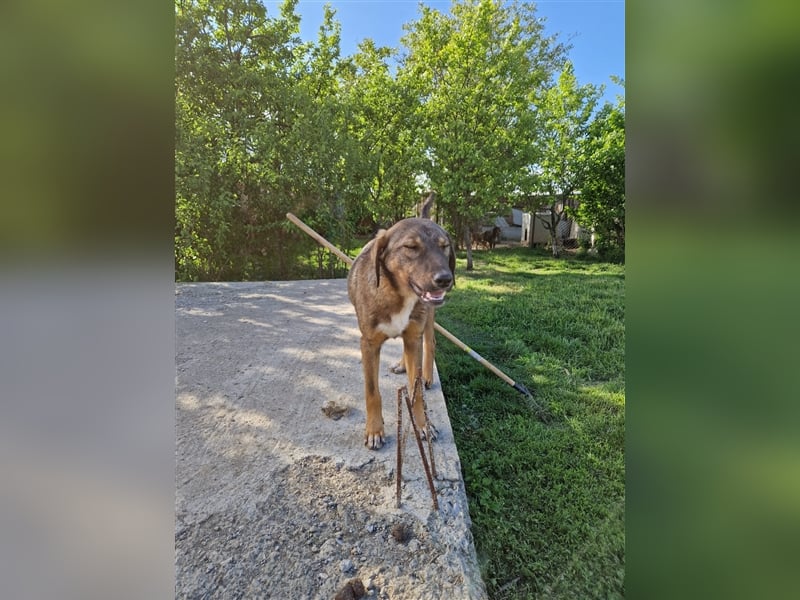 Sehr lieber Mischlingsrüde „Bailey“, ca. 06.2023 geboren, sucht Körbchen