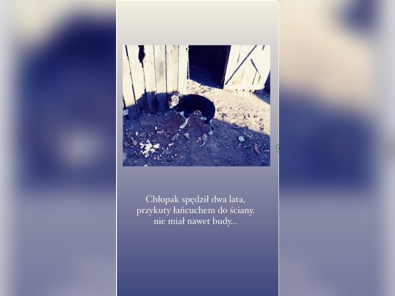 „Edek“, ca. 2019 geboren, sehr klug, intelligent, sucht Halter mit Führungsqualitäten.