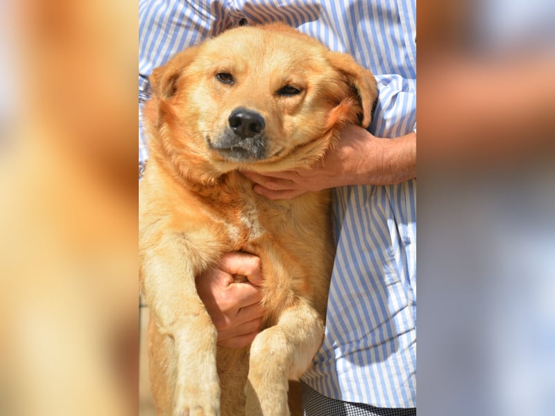 Loki, ca. 2022 geboren, sucht ein Zuhause mit Garten und gerne mit Artgenossen