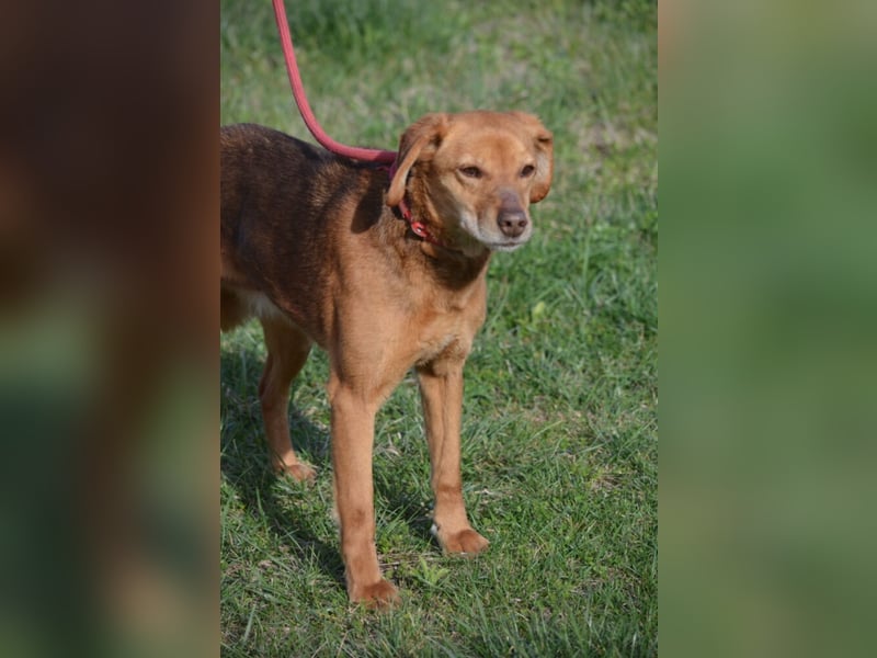 Sehr liebe, ruhige und sanfte Hündin „Finja“, ca. 2021/2022 geboren. Seit 3 Jahren im Shelter.