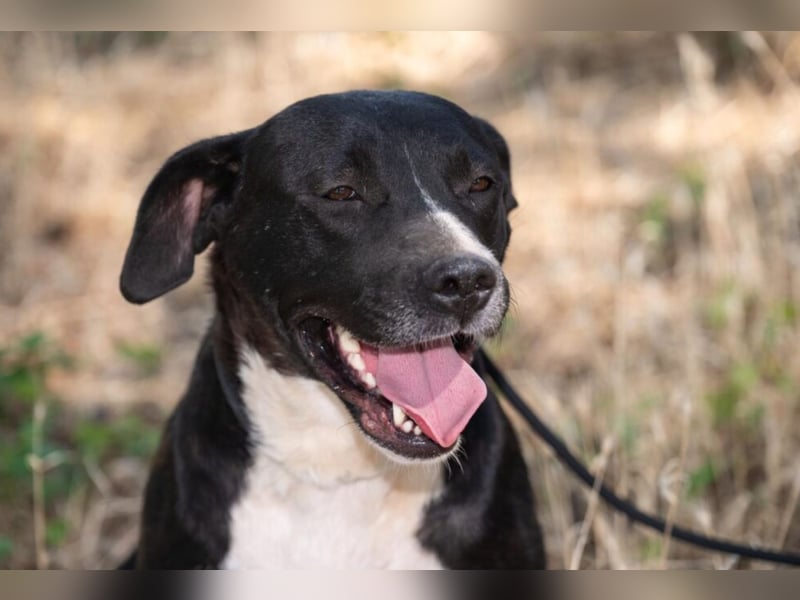 Mara, eine Hündin zum Verlieben