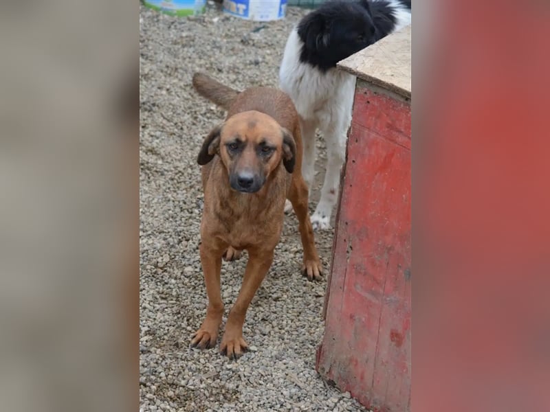 „Hera“, gut verträglich, lieb, ruhig, zurückhaltend, ca. 2022 geboren