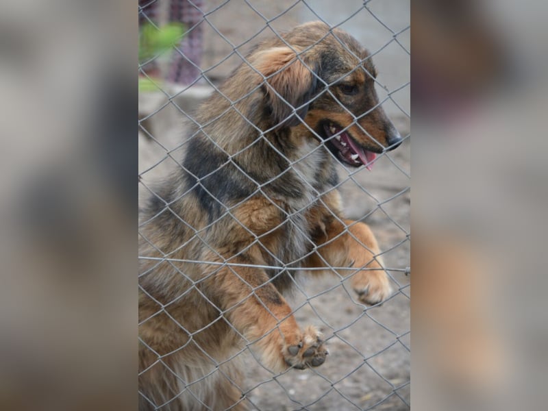 „Rudi“, ca. 01.2024 geboren, gut verträglich, noch sehr ängstlich. Braucht Sicherheit.