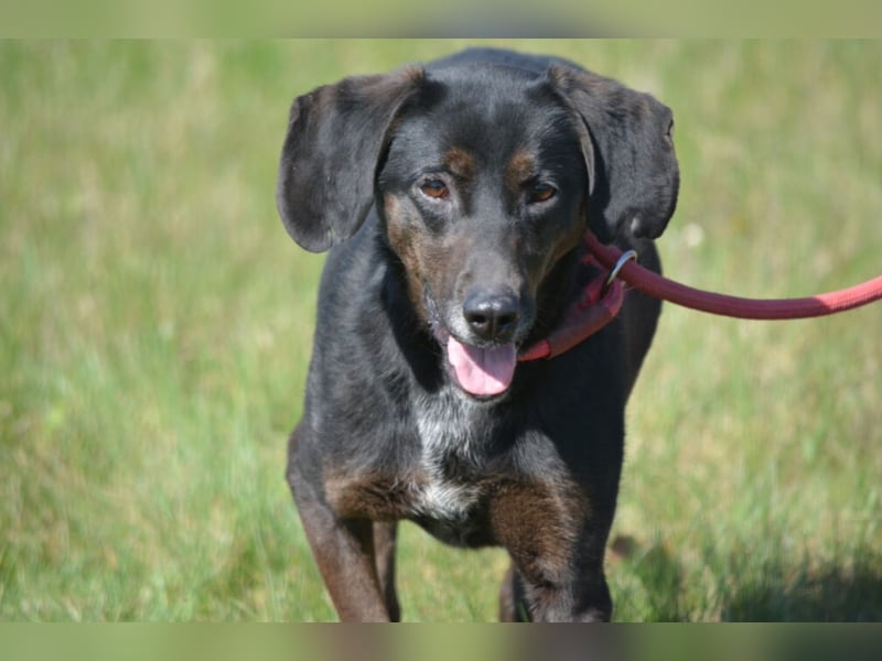 Aufmerksame, sehr liebe und absolut menschenbezogene Hündin „Leni“, ca. 2021 geboren.