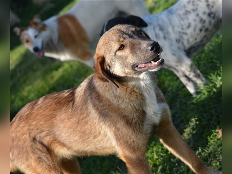 Sehr lieber Mischlingsrüde „Bailey“, ca. 06.2023 geboren, sucht Körbchen