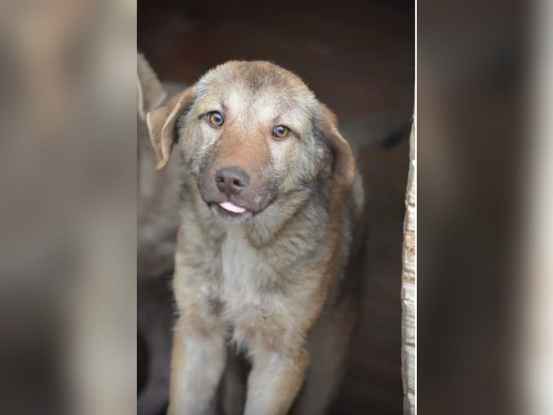 „Sandrine“, ca. 10.2024 geboren, sehr lieb