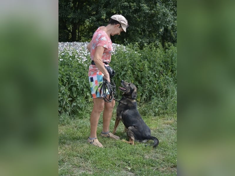 BANCZI, ca. 7 Jahre alt, sein Herrchen ist verstorben, bindet sich sehr an seine Bezugsperson