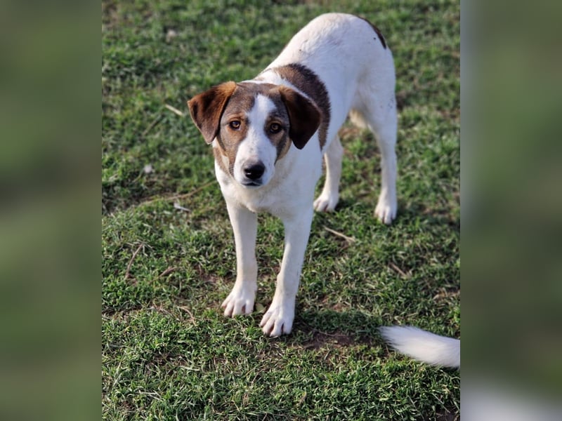 Lieber Junghundrüde „Mirko“, ca. 02.2025 geboren, sucht Familienanschluss