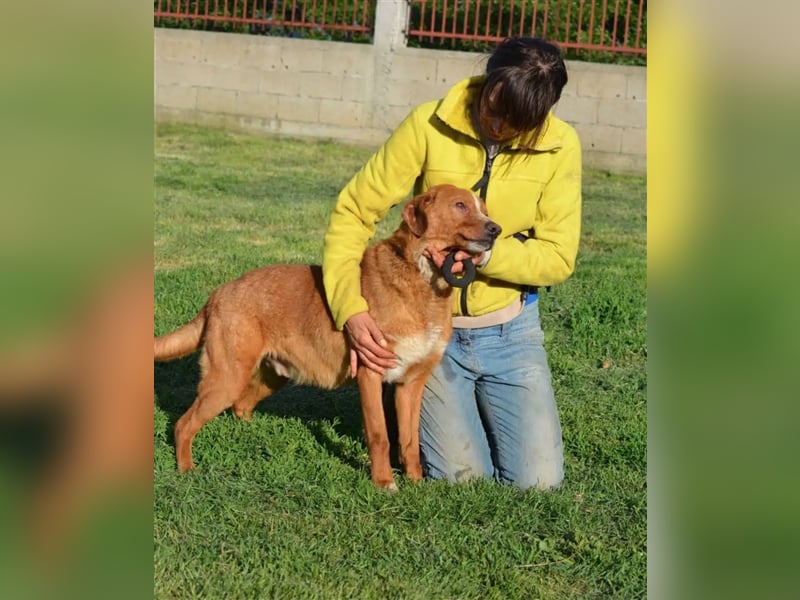 „Zuca“, ein toller Rüde ! Liebt ihre Menschen über alles, gut verträglich, sehr aufmerksam, lieb.