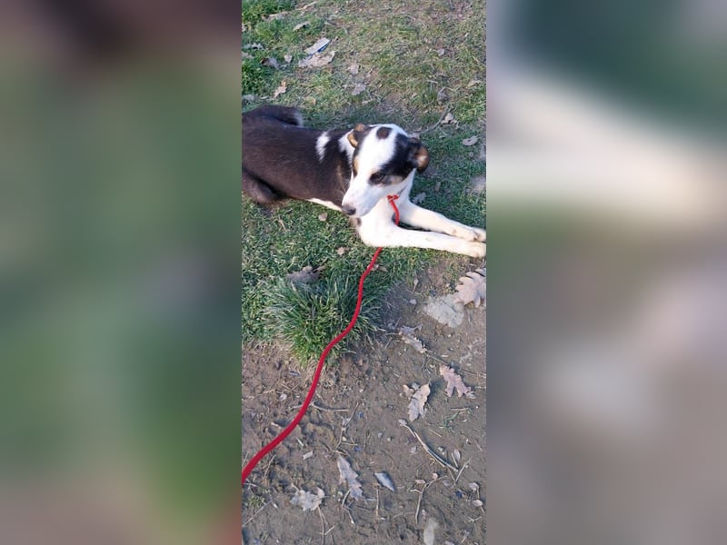 Bella, ca. Juli 2025 geboren, sucht warmes Körbchen