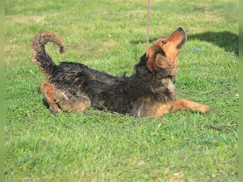 Sehr lieber, sanfter und ruhiger Rüde „Dusko“, ca. 2021 geboren, gut verträglich