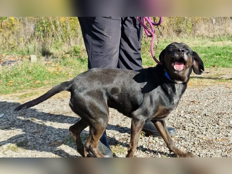 Aufmerksame, sehr liebe und absolut menschenbezogene Hündin „Leni“, ca. 2021 geboren.