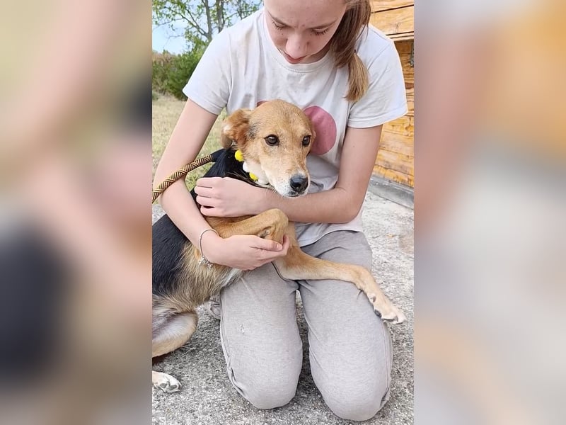 „Katy“, liebe, ruhige und sensible Hündin, gut verträglich, ca. 2018/2019 geb.