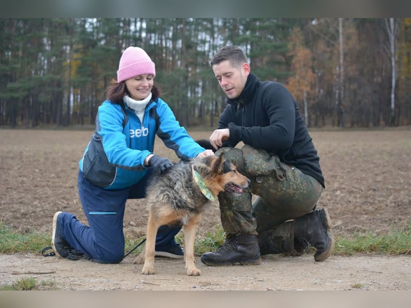 Lieber aufgeweckter Rüde TERRY, ca. 2021 geboren, sehr menschenbezogen, freundlich und verschmust