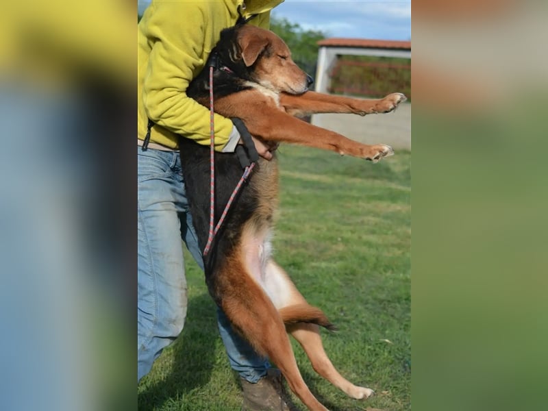 „Katy“, liebe, ruhige und sensible Hündin, gut verträglich, ca. 2018/2019 geb.