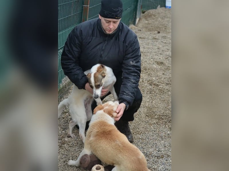 „Tiffy“, ca. 2022 geboren, kleiner Sausewind, liebt ihren Menschen über alles, sehr aufgeweckt