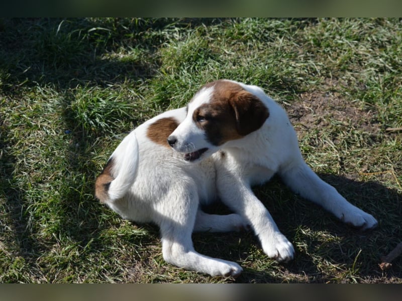 Lieber Junghundrüde „Mirko“, ca. 02.2025 geboren, sucht Familienanschluss