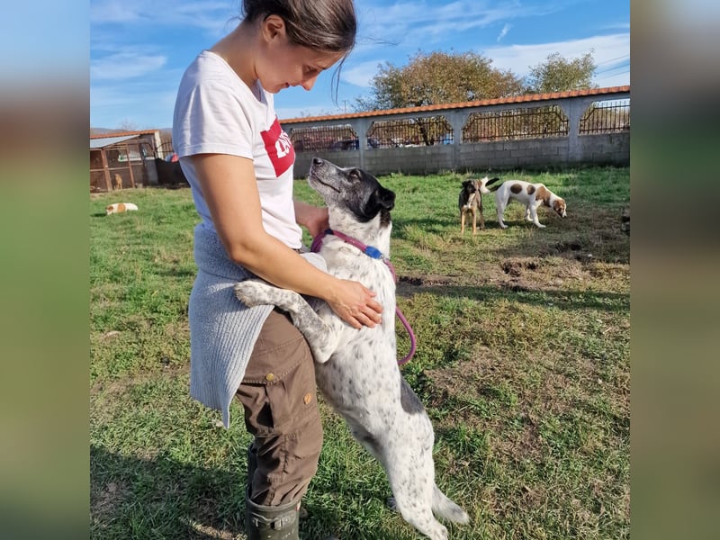 Rajko - Menschenbezogener und anhänglicher Rüde, ca. 2020 geboren