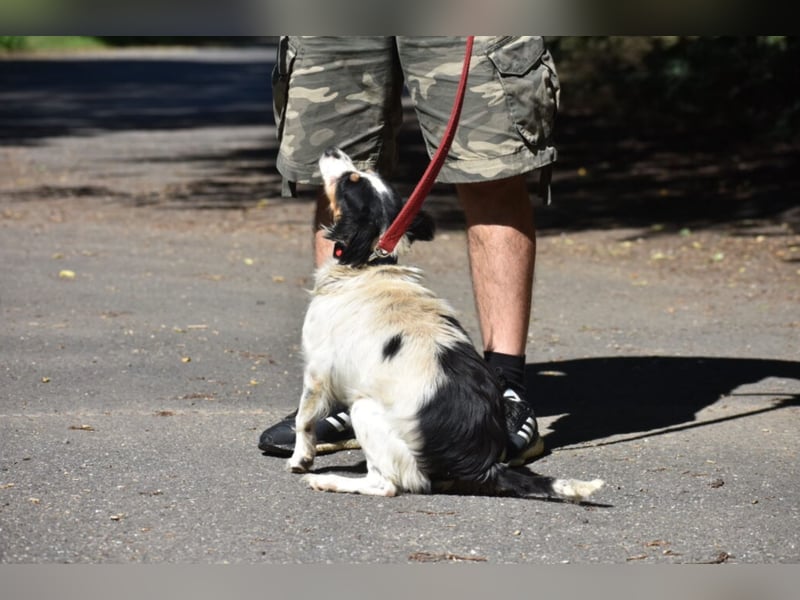 Sehr liebe und verschmuste Hündin POLETT, ca. 2017 geboren, lieb und unkompliziert. Geschenkkörbe
