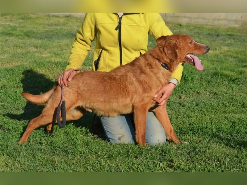 „Zuca“, ein toller Rüde ! Liebt ihre Menschen über alles, gut verträglich, sehr aufmerksam, lieb.
