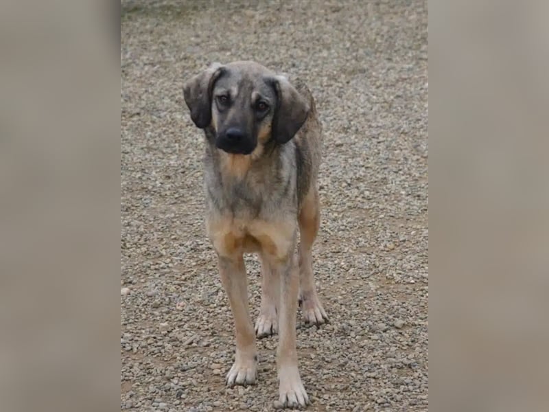 „Celia“, kleine gut verträgliche Hündin, zurückhaltend, lieb, ca. 2022/2023 geboren