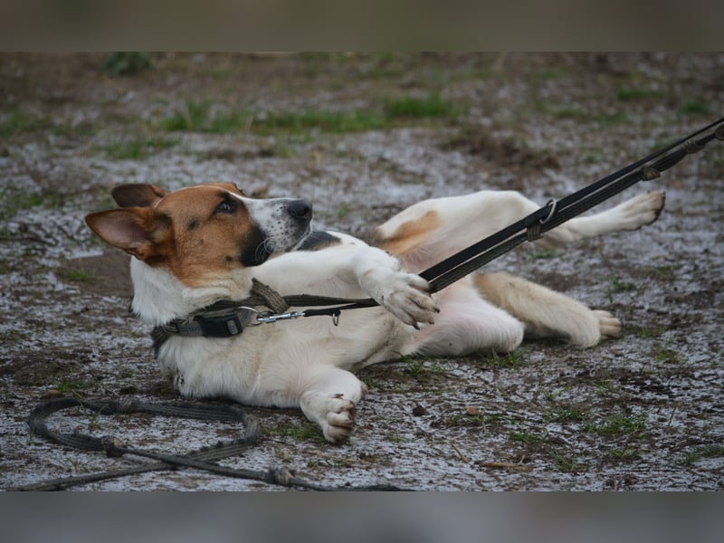 Liebe, noch unsichere und etwas ängstliche Hündin SENNA, ca. 2022 geboren, SEHR LIEB