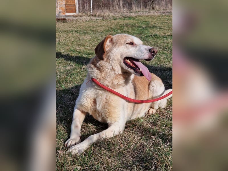 Sehr liebe und verträgliche Hündin „Zuca“, ca. 2019 geboren. Wartet schon 4 Jahre auf ein Zuhause.