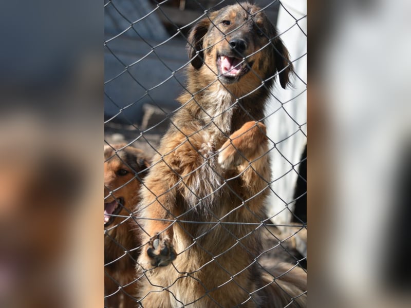 „Janusch“, ca. 01.2024 geboren, gut verträglich, noch sehr ängstlich.